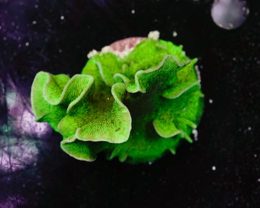 Green Pavona Coral