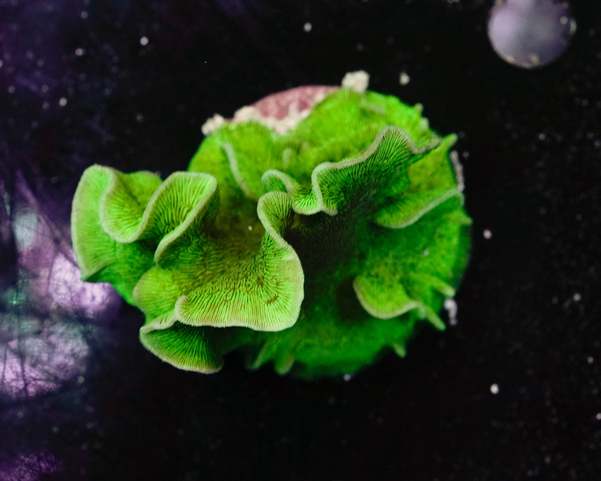 Green Pavona Coral