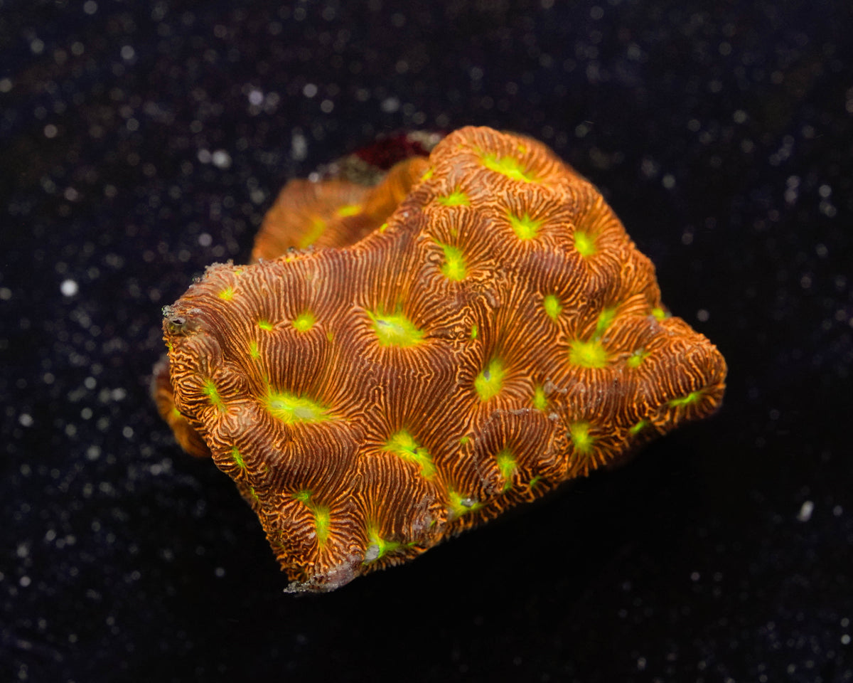 Jack O Lantern Leptoseris Coral