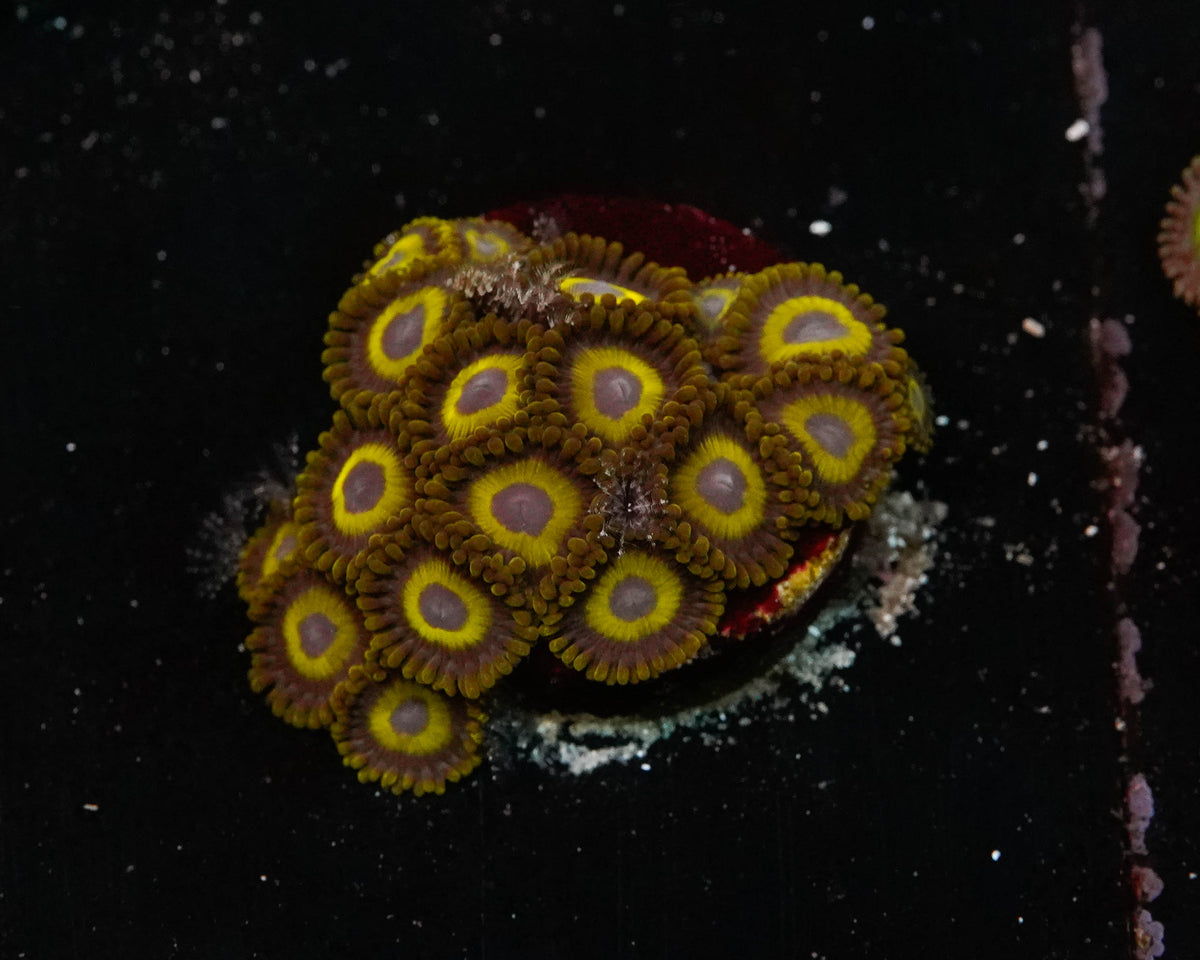 LA Lakers Zoanthids Coral