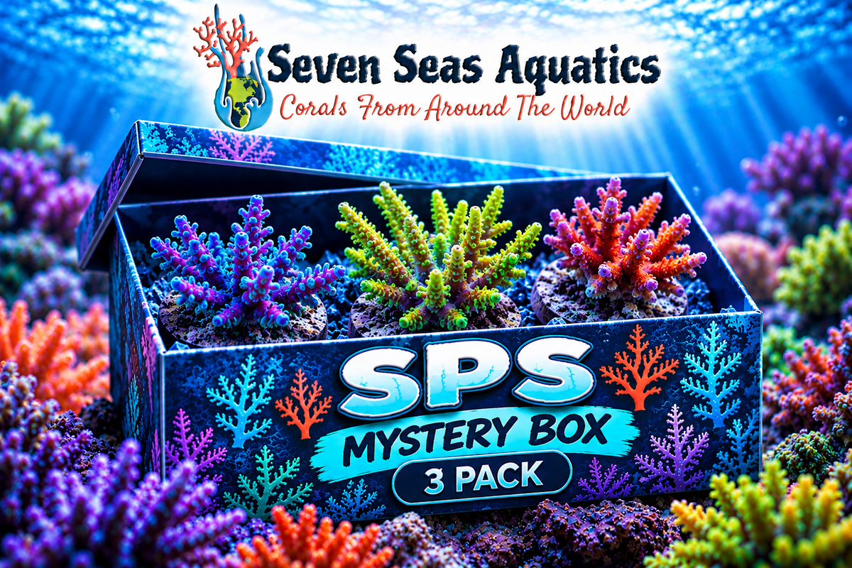 3-Frag SPS Mystery Box