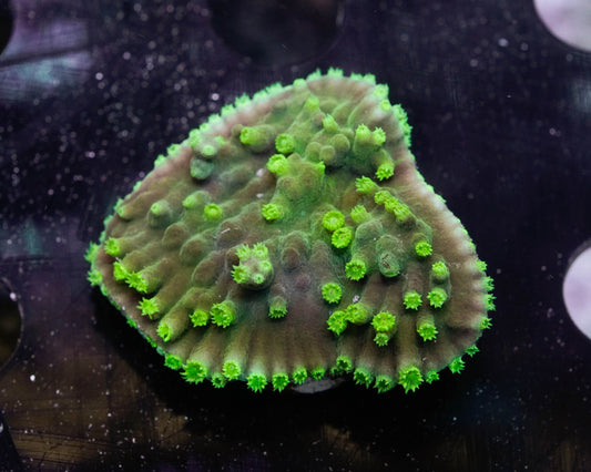 Green Scroll Coral (Turbinaria)