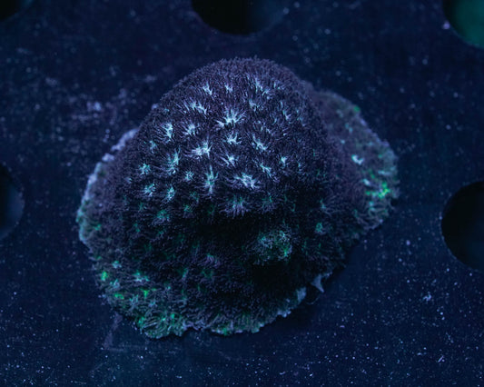 Ice Blue Leptastrea Coral