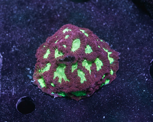 Acip Drip Platygyra