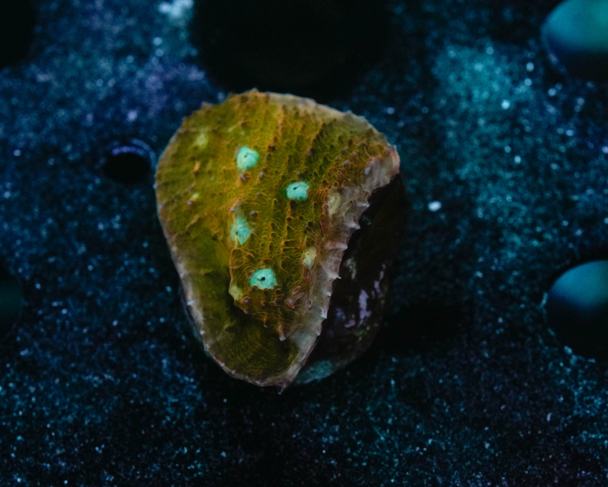 Sugar Cookie Chalice Coral