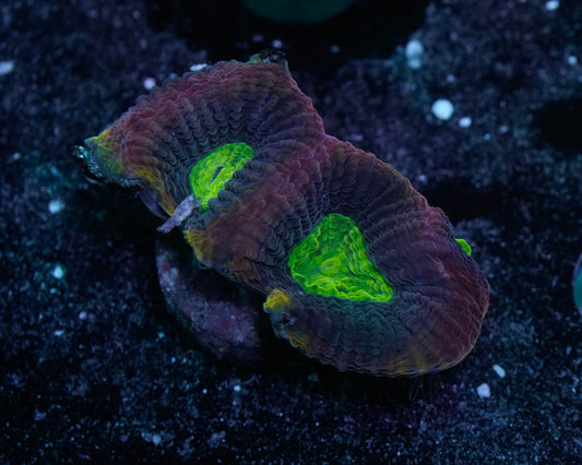 Dragon Soul Favia Coral