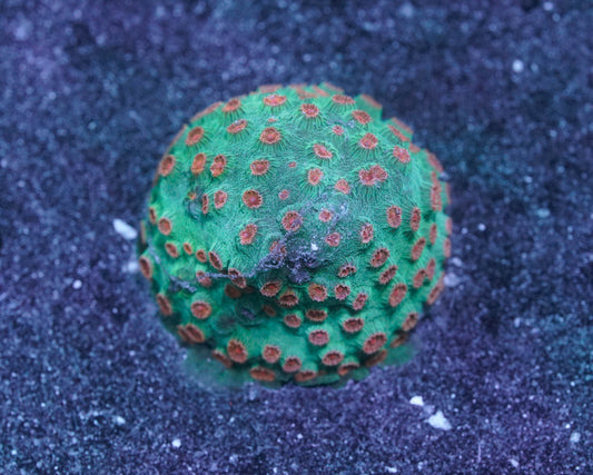 Alien Pox Cyphastrea