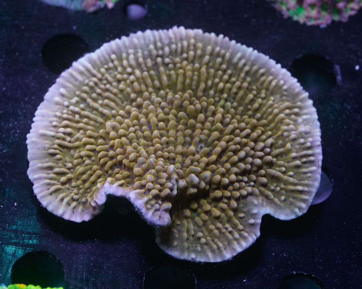 Nauti Spiral Montipora