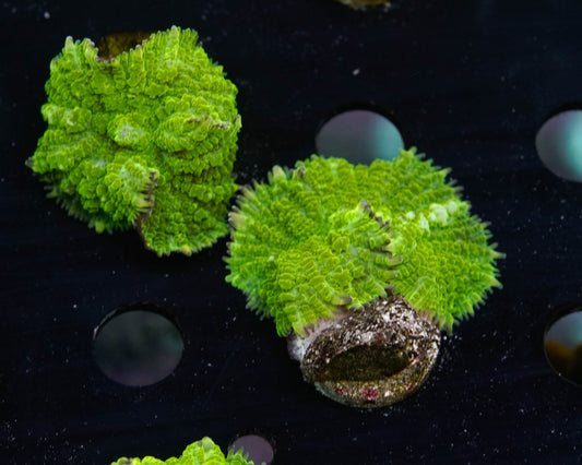 Toxic Green Mushroom Coral