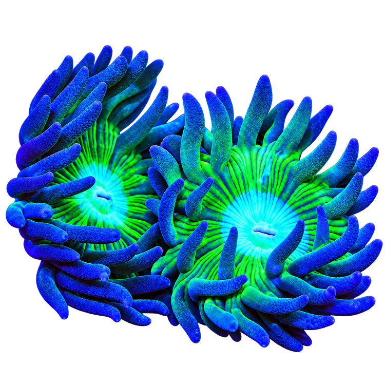 Duncan Corals