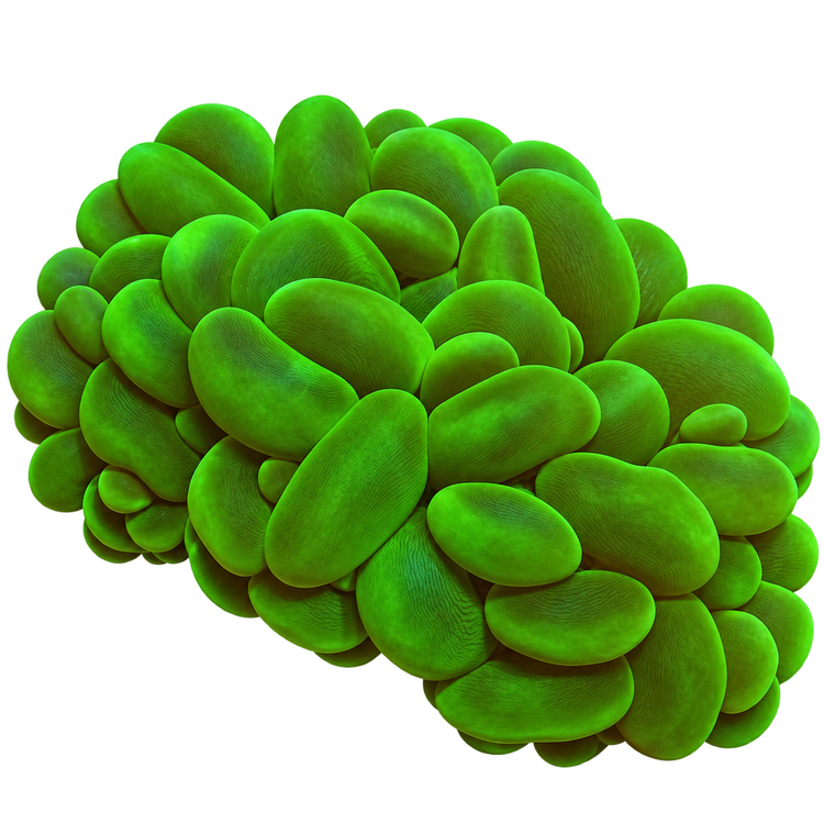 Bubble Corals