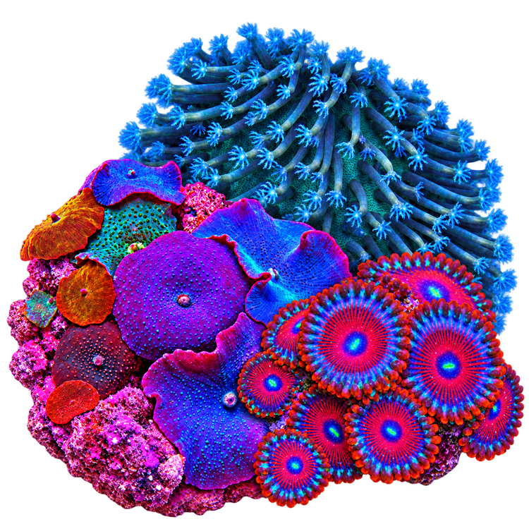 Soft Corals
