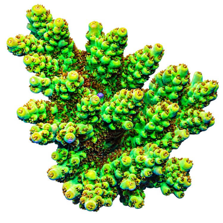 Acropora Corals