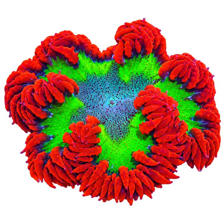 Anemones