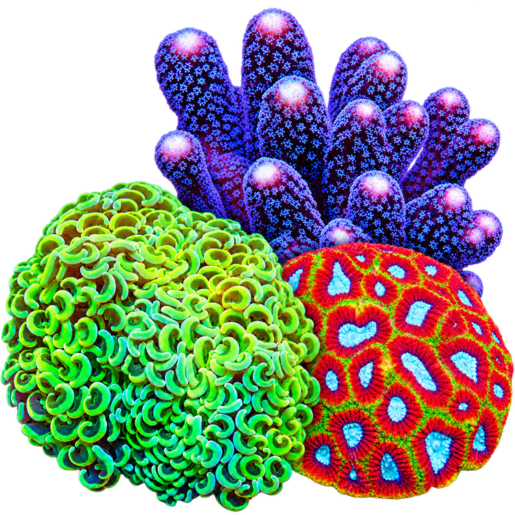 All Corals