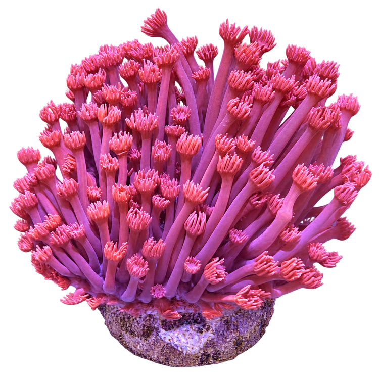 Goniopora