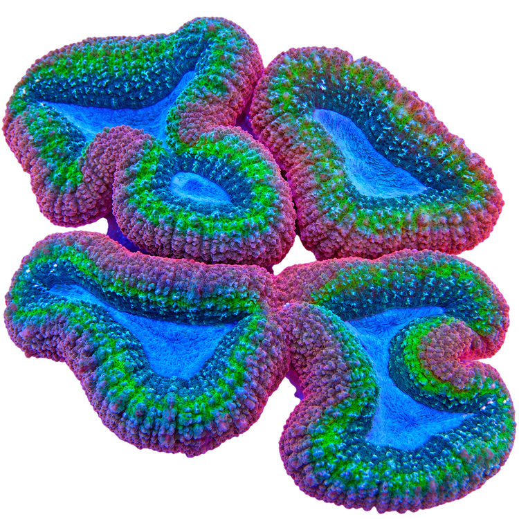 Lobophyllia Coral