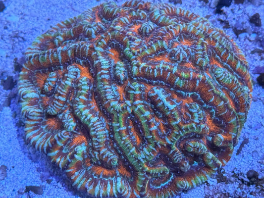 Rainbow Wilsonii