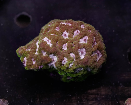 Bi Color Favia
