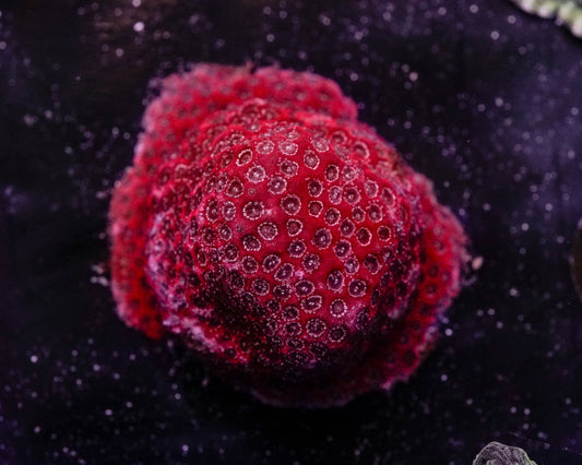Darth Maul Porites