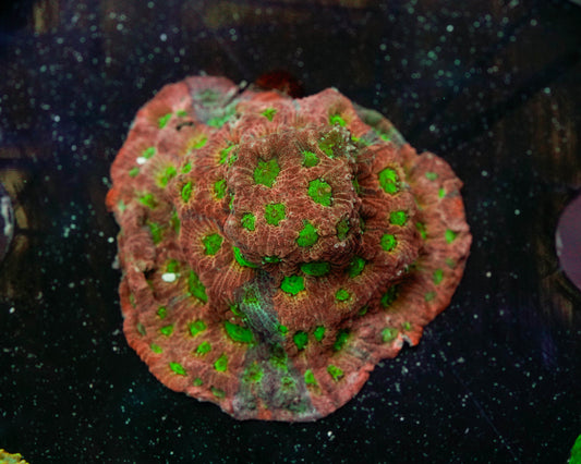 Dayglo Flavia