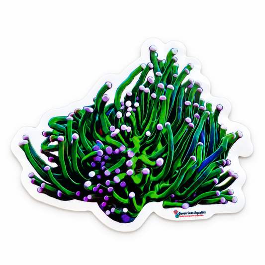 Seven Seas Aquatics Euphyllia Torch Coral Sticker