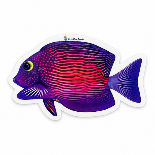 Seven Seas Aquatics Yellow Eye Kole Tang Sticker