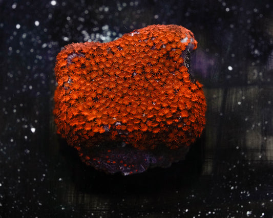 Fruity Pebbles Montipora Coral