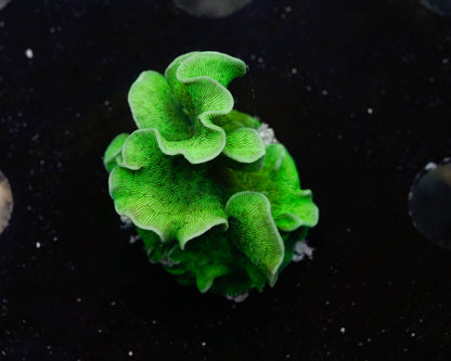 Green Pavona Coral