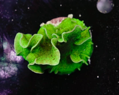 Green Pavona Coral