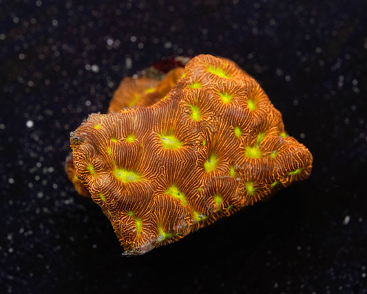 Jack O Lantern Leptoseris Coral