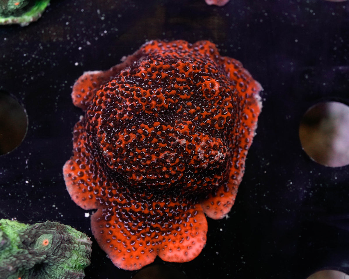 Mystic Sunset Montipora