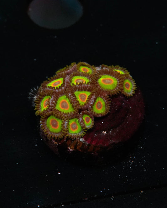 Rasta Zoanthids Coral
