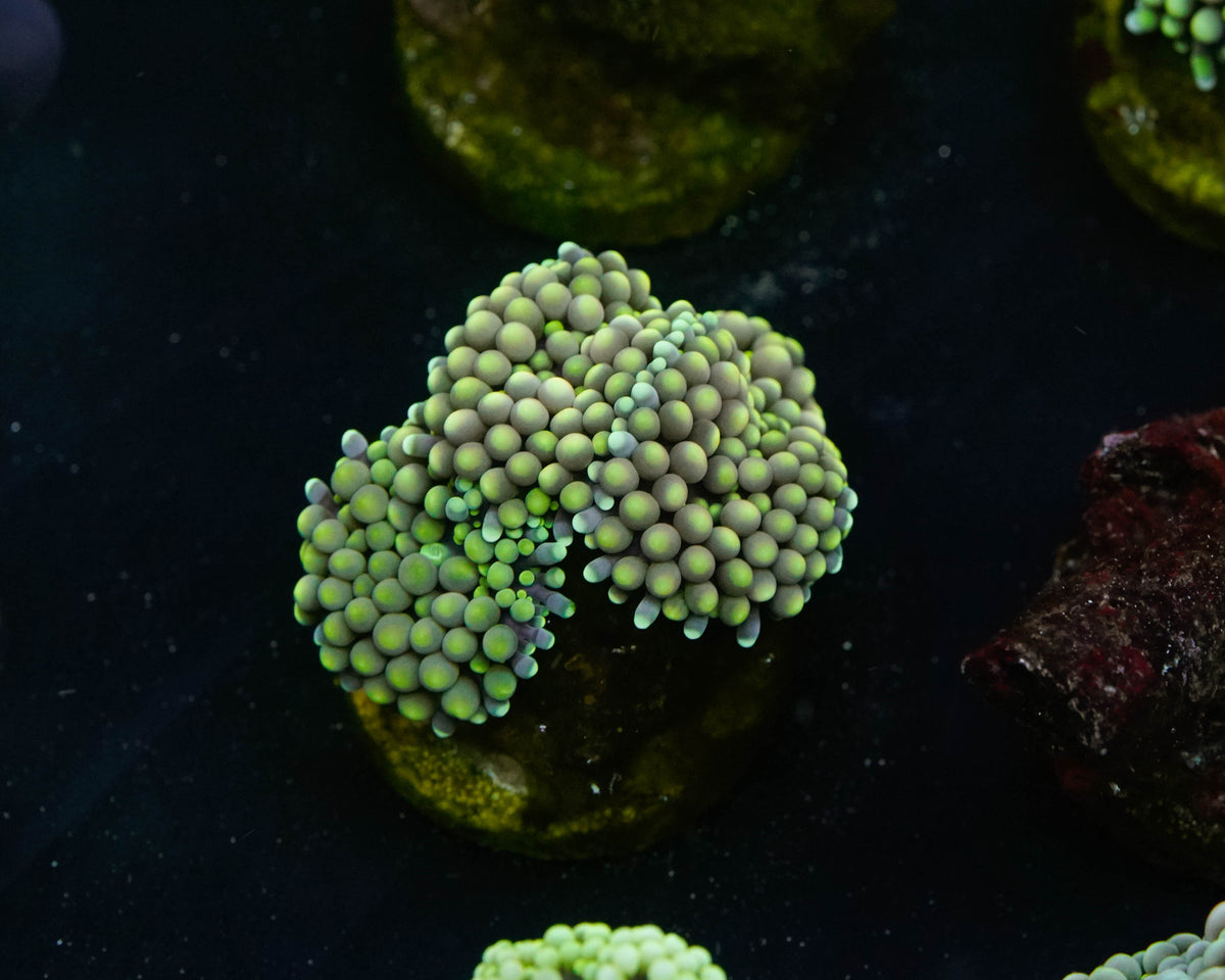 Green Toxic Ricordea Mushroom Coral