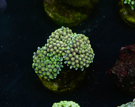 Green Toxic Ricordea Mushroom Coral