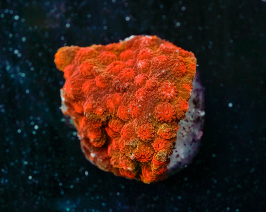 Red Brick Cyphastrea