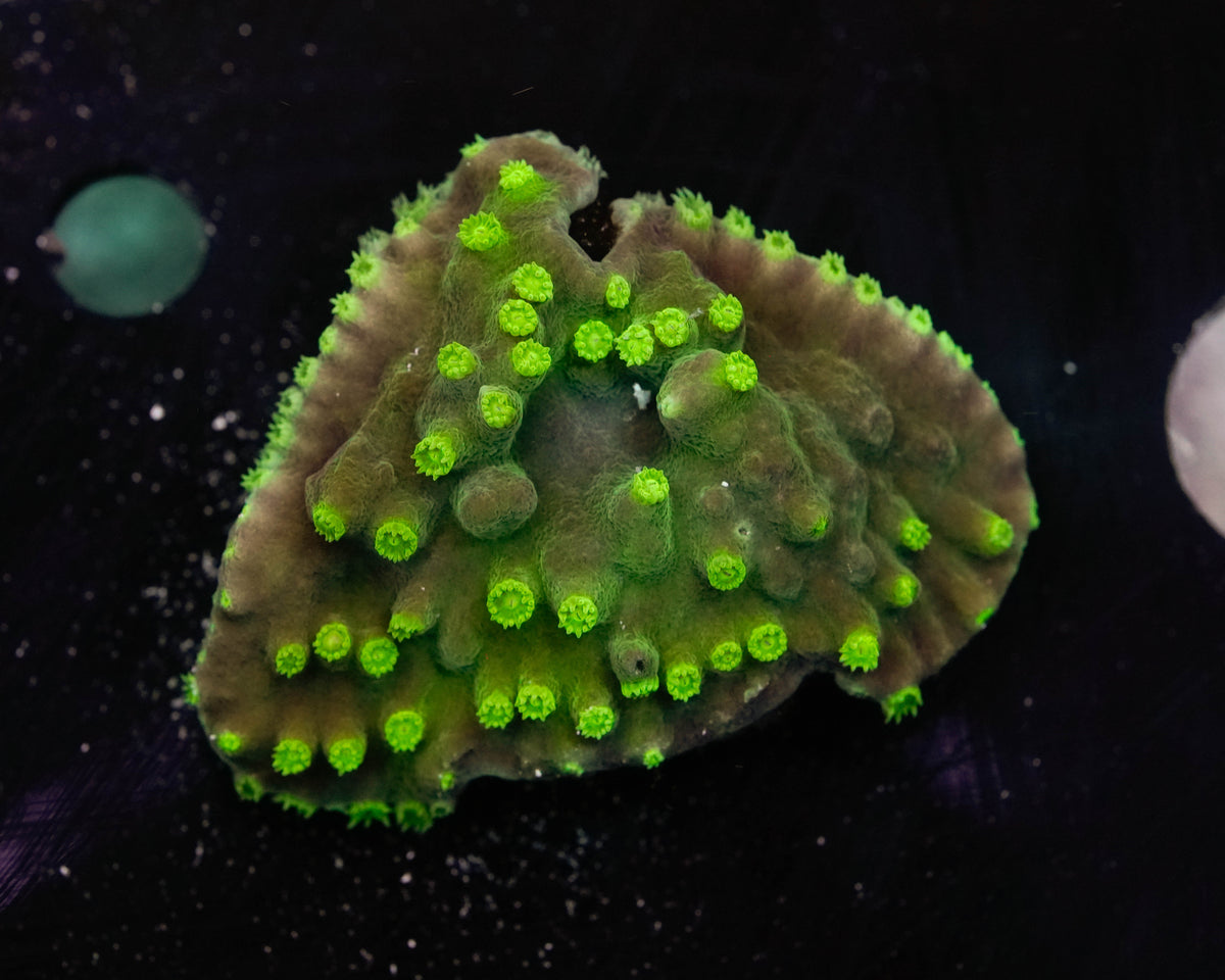 Green Scroll Coral (Turbinaria)