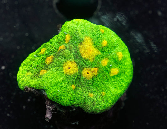 Space Invader Chalice Coral
