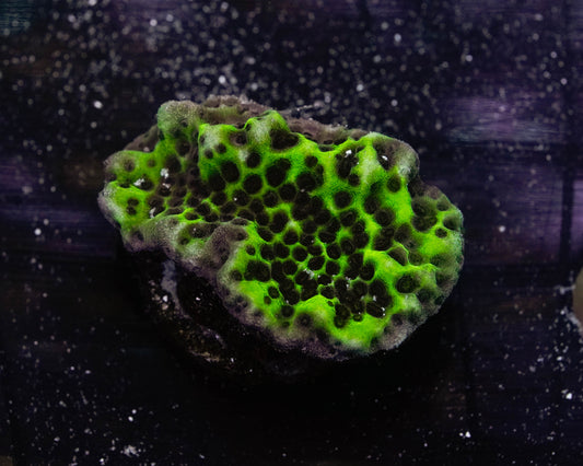 Green Spongodes Montipora Coral