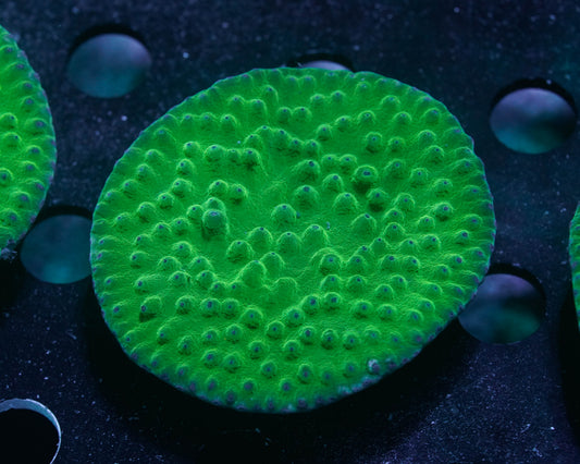 Scroll Coral