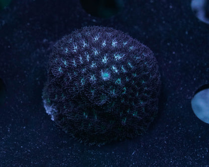 Ice Blue Leptastrea Coral