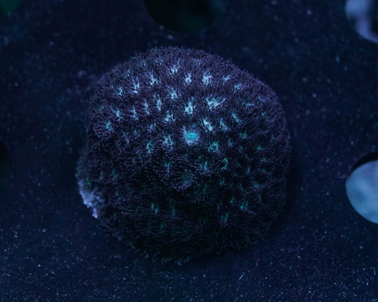 Ice Blue Leptastrea Coral