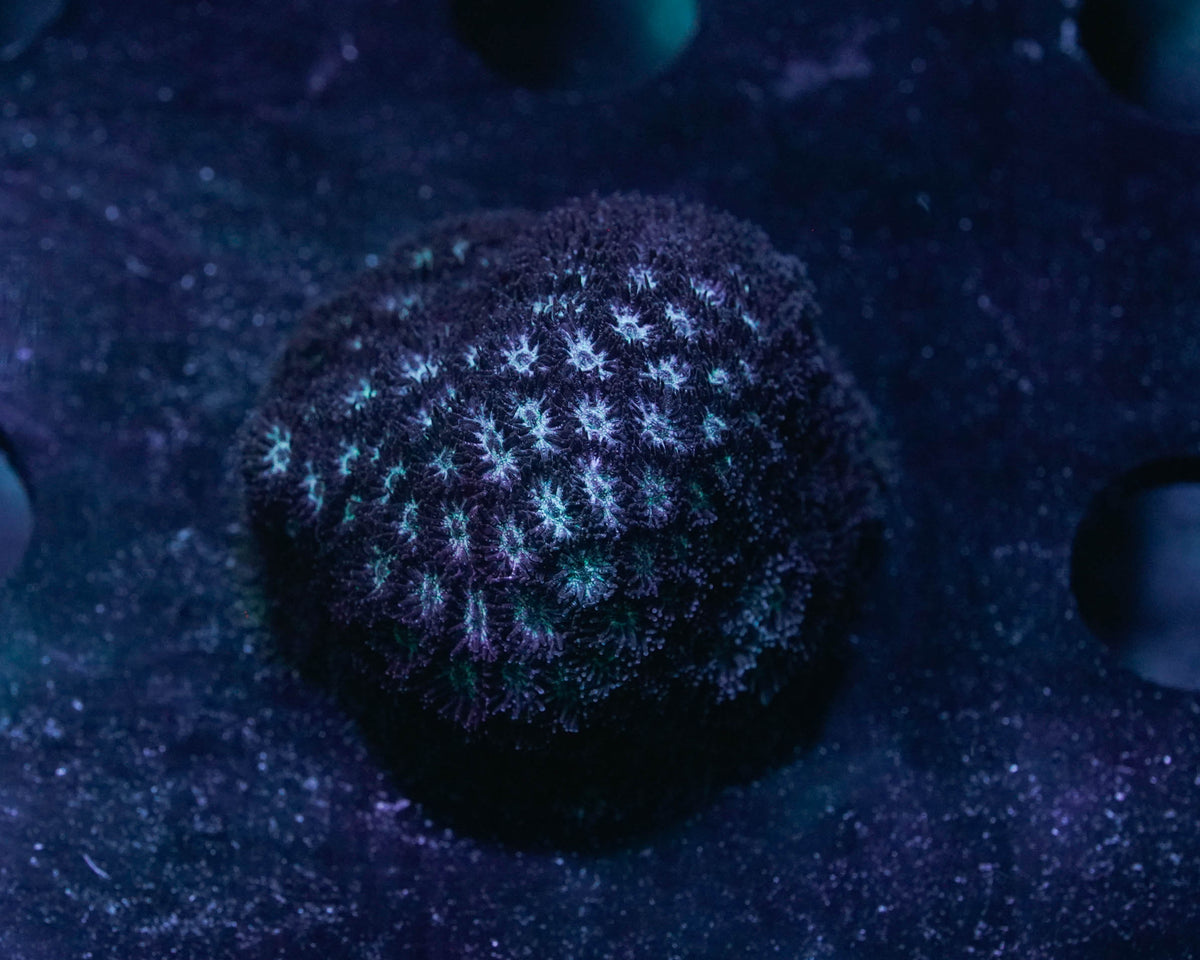 Ice Blue Leptastrea Coral