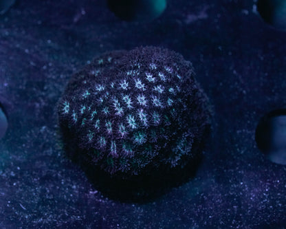 Ice Blue Leptastrea Coral