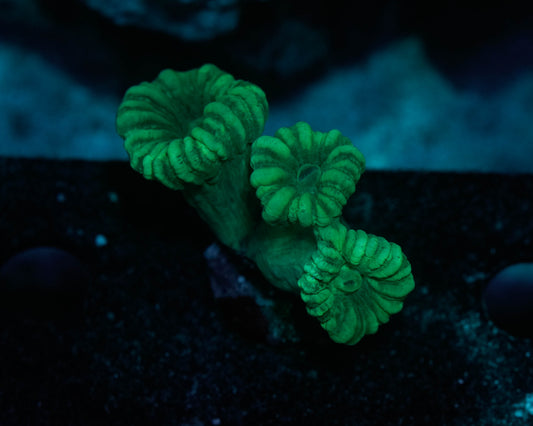 Candy Cane Coral (Trumpet Coral)