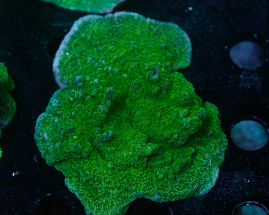 Green Cap Montipora