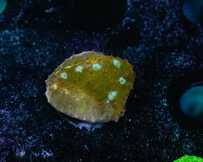 Sugar Cookie Chalice Coral