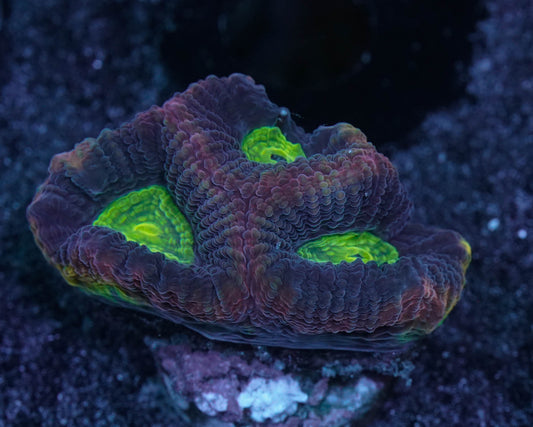 Dragon Soul Favia Coral