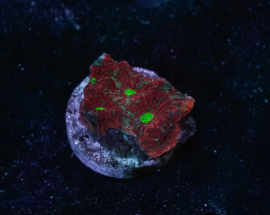 War Coral Fava