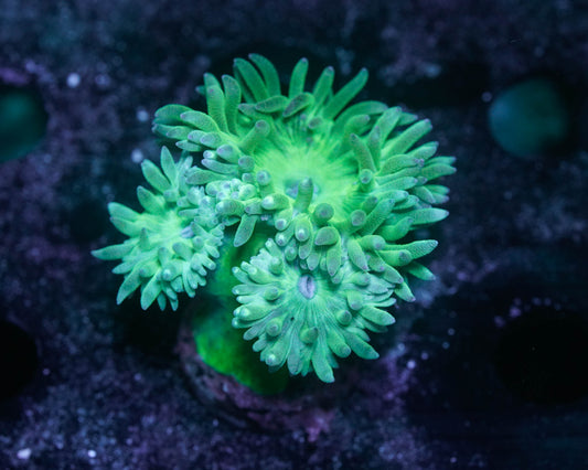 Duncan Coral (Duncanopsammia)